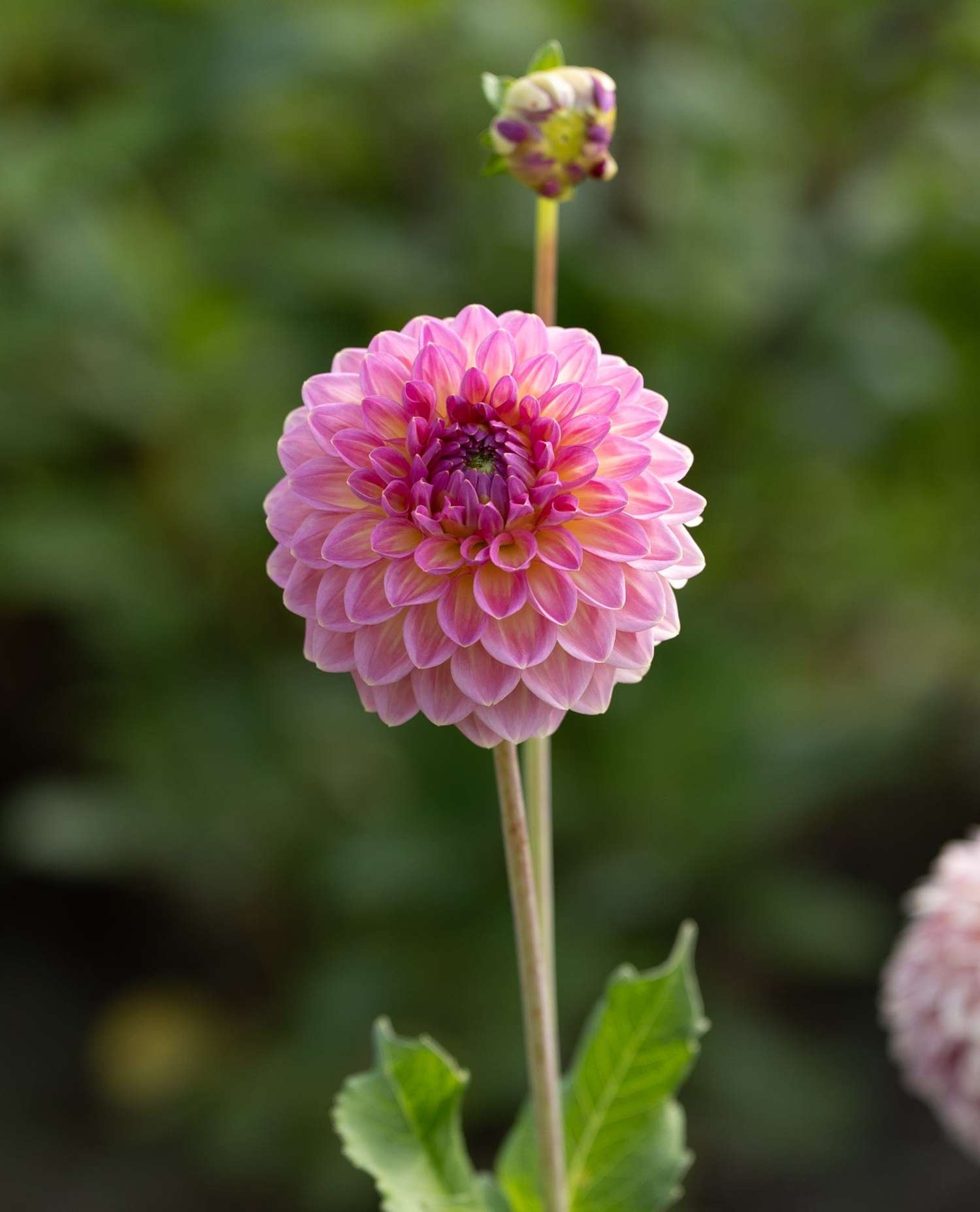 Dahlie 'Pink Suffusion'